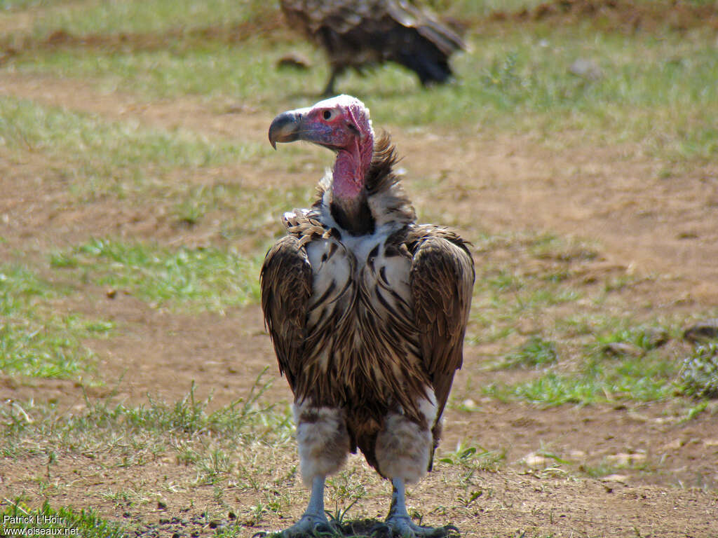 Lappet-faced Vultureadult, pigmentation