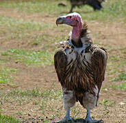 Lappet-faced Vulture