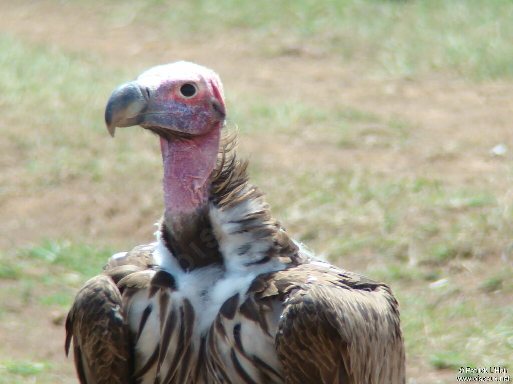 Lappet-faced Vulture