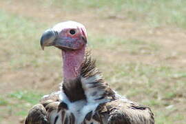 Lappet-faced Vulture