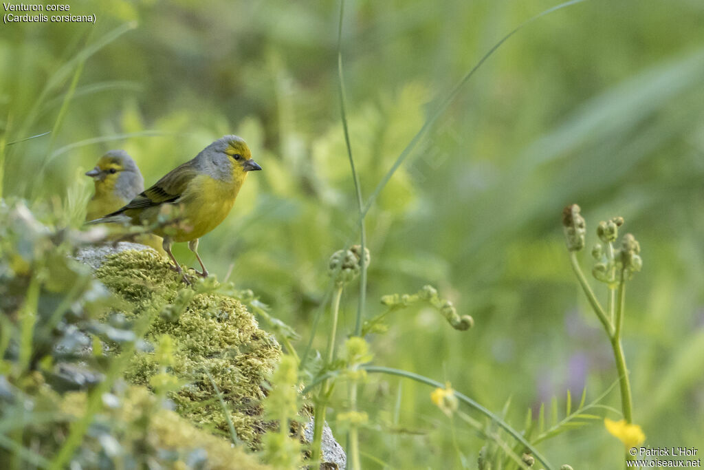 Corsican Finchadult breeding, eats