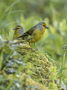 Corsican Finch