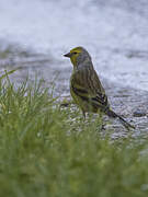 Corsican Finch