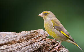 European Greenfinch