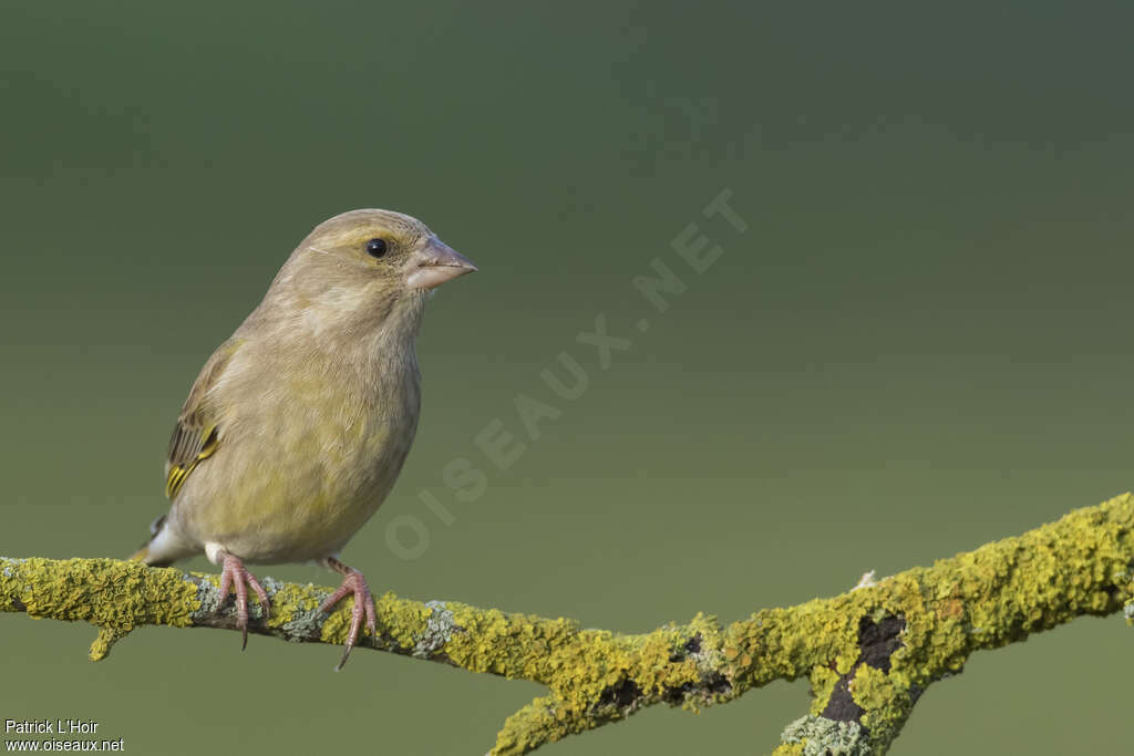 European Greenfinch female adult post breeding