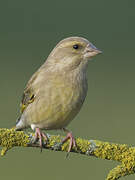 European Greenfinch