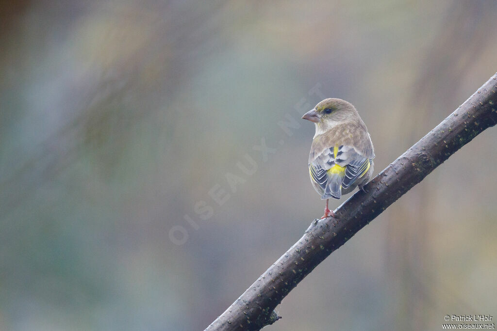 European Greenfinch female