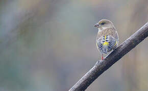 European Greenfinch