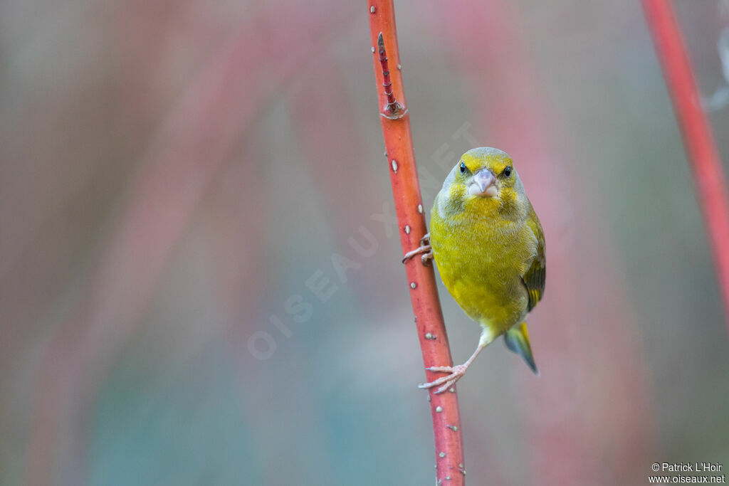 European Greenfinch male adult post breeding