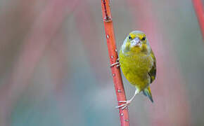 European Greenfinch