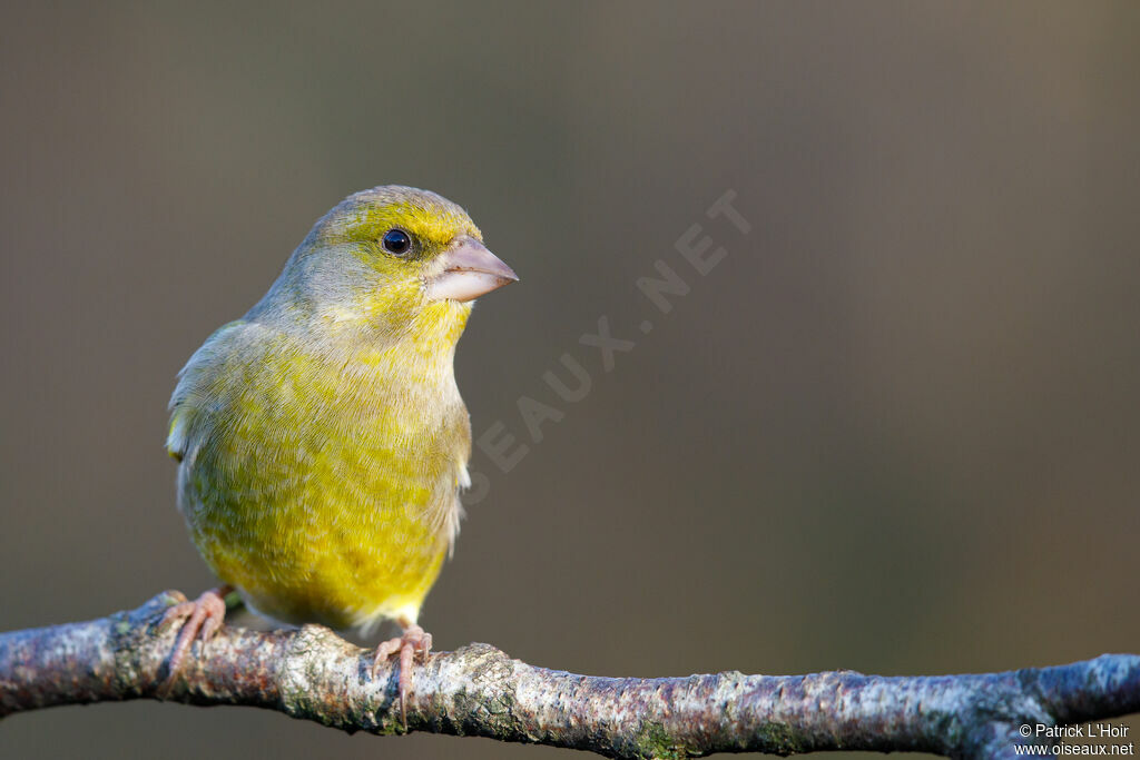 European Greenfinch