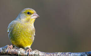 European Greenfinch