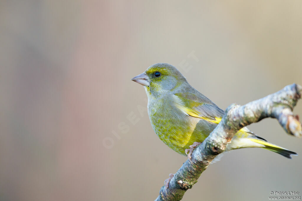 European Greenfinch male adult post breeding