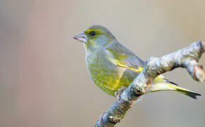 European Greenfinch