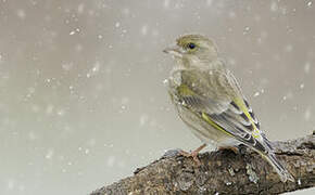 European Greenfinch