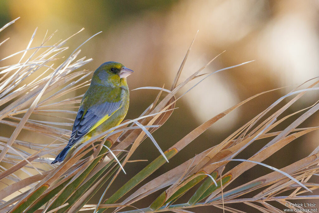 European Greenfinch