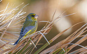 European Greenfinch