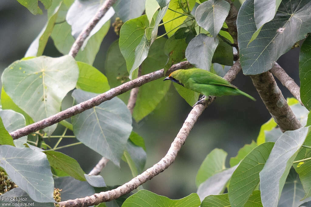 Verdin à front d'oradulte, habitat