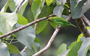 Verdin à front d'or