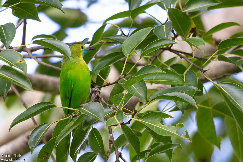 Jerdon's Leafbird female adult