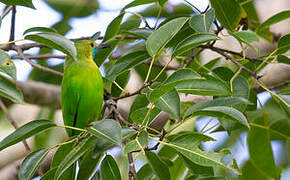 Jerdon's Leafbird