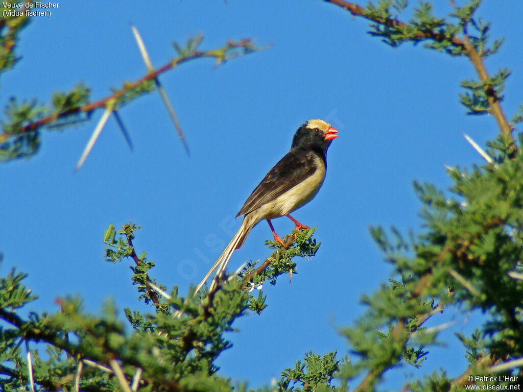 Straw-tailed Whydah