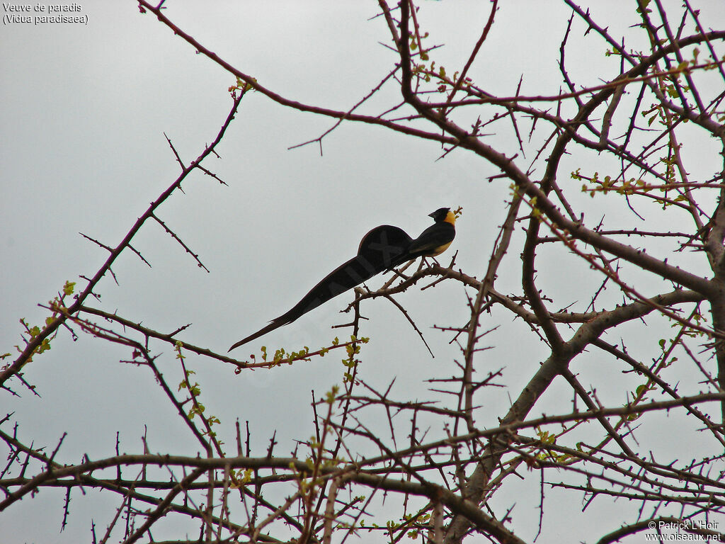 Long-tailed Paradise Whydah