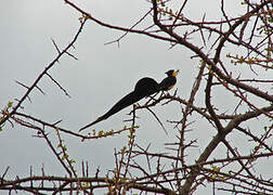 Long-tailed Paradise Whydah