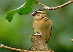 Pin-tailed Whydah