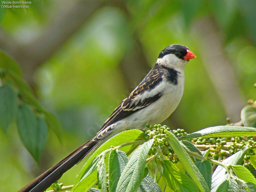 Pin-tailed Whydah