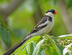 Pin-tailed Whydah