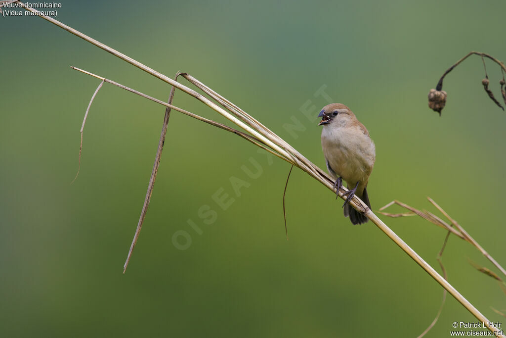 Pin-tailed Whydahjuvenile