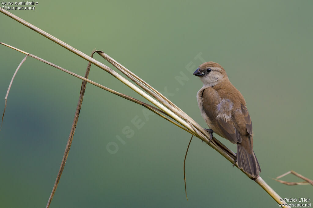 Pin-tailed Whydahjuvenile