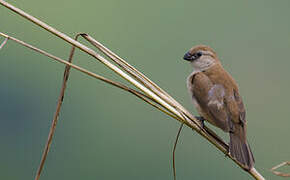 Pin-tailed Whydah