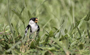 Pin-tailed Whydah