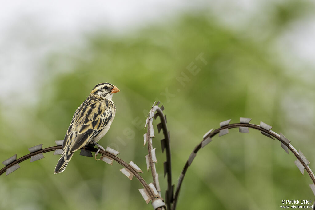 Pin-tailed Whydah male adult transition