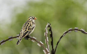 Pin-tailed Whydah