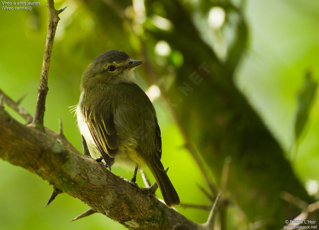 Yellow-winged Vireoadult