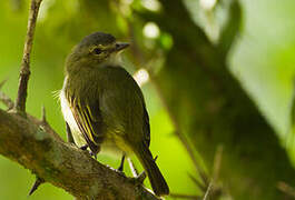 Yellow-winged Vireo