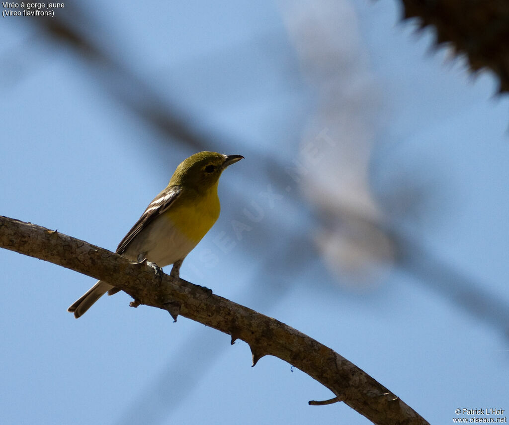 Yellow-throated Vireoadult