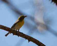 Yellow-throated Vireo