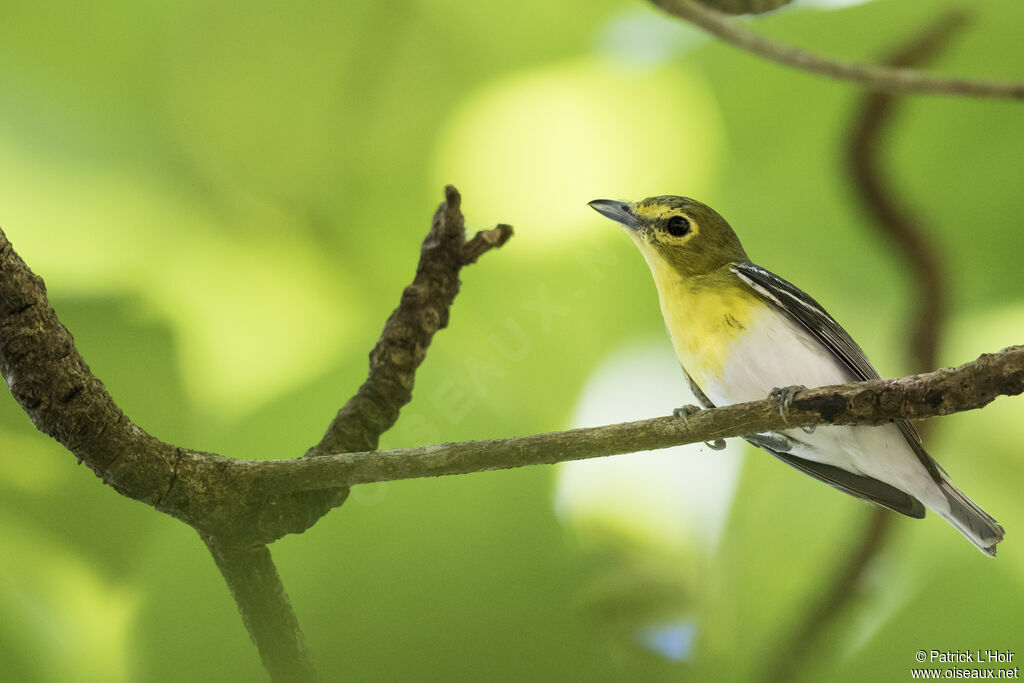 Yellow-throated Vireo