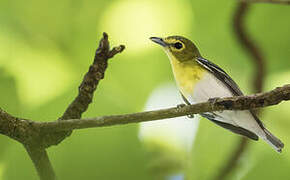 Yellow-throated Vireo