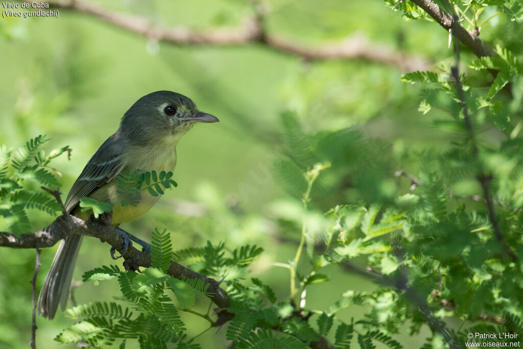 Cuban Vireo