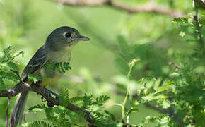 Cuban Vireo