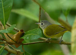 Lesser Greenlet