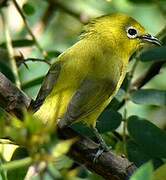 Pale White-eye