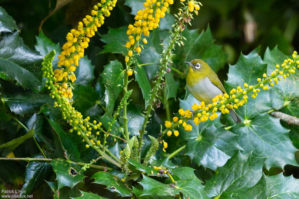 Sri Lanka White-eyeadult