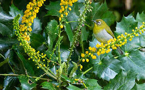 Sri Lanka White-eye