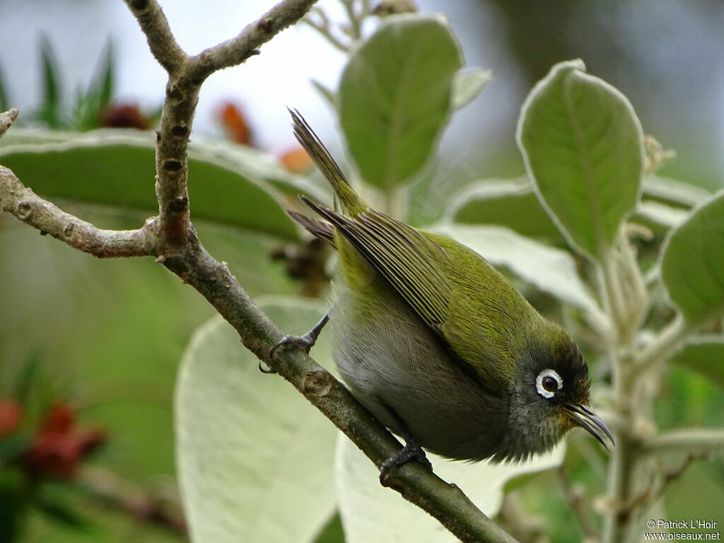 Reunion Olive White-eye